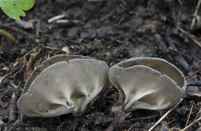 Helvella costifera